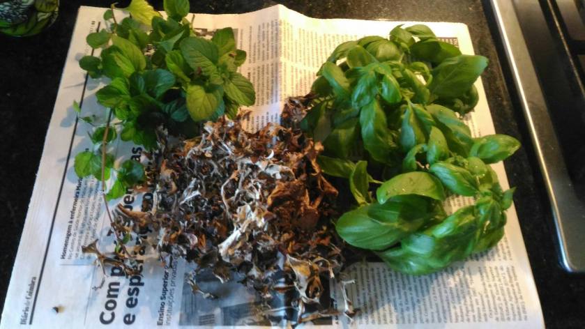 20158060_875757912576037_7581606407011053742_o