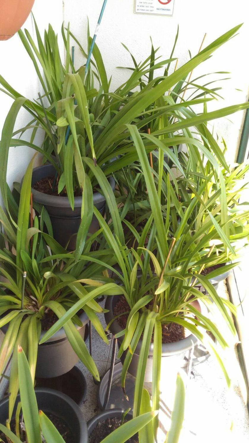 20369011_878621565623005_2722004220744682613_o