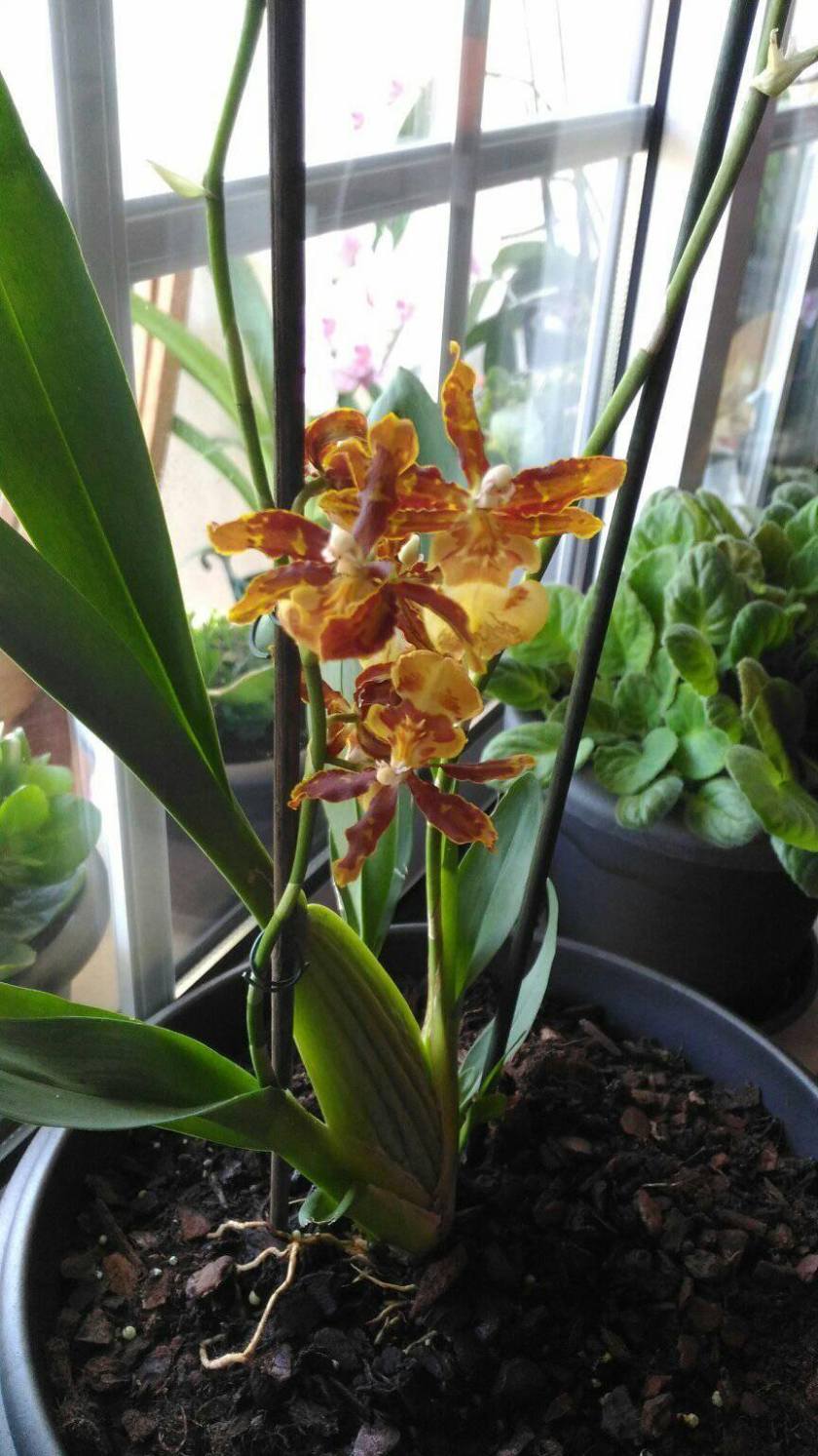 20369080_878621522289676_2445993175704858526_o