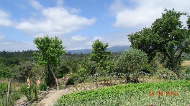 877095129_6_644x461_fontainha-_rev007