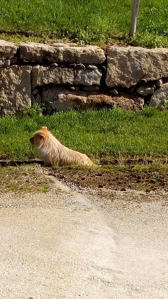 31727746_1031929456958881_1702272650971185152_n