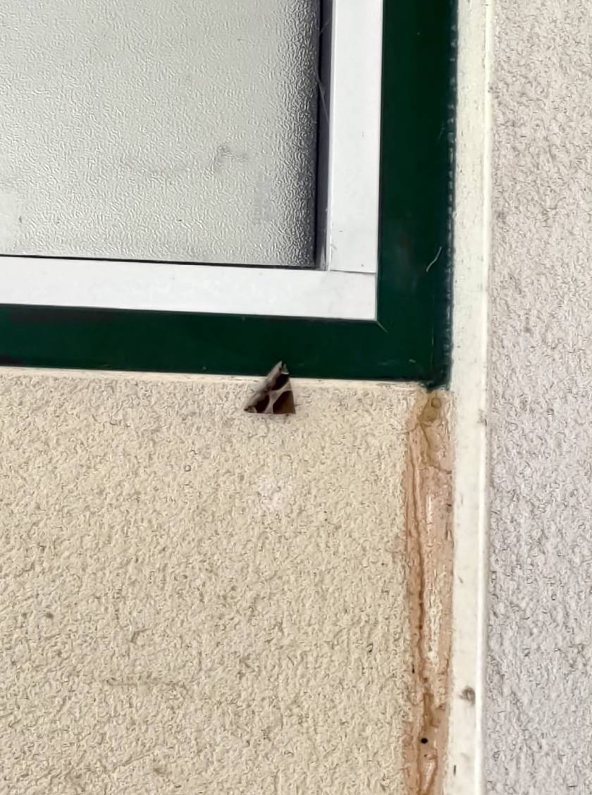 117780351_1739093116242508_139136806074702762_o